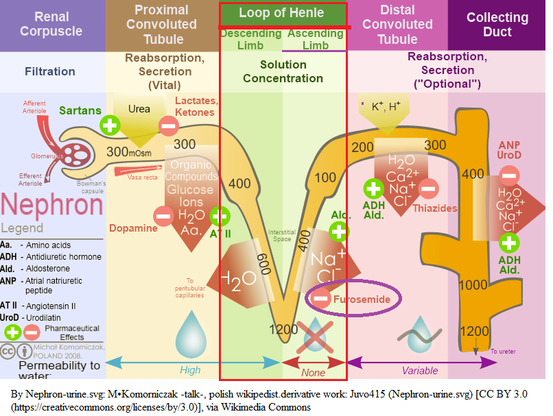 Loop of Henle3.png